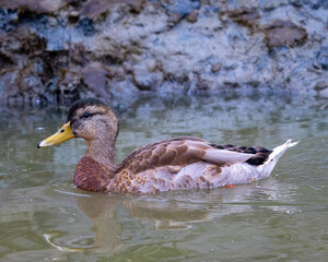 Very close view of a female wild duck,  seen in a North California marsh