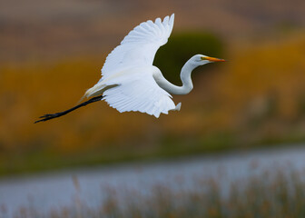 Great egret flying in beautiful light, seen in the wild in a North California marsh 