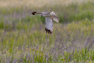 Close view of a male  hen harrier (Northern harrier)  flying, seen in the wild in North California
