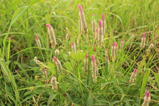 green grass wild in the land