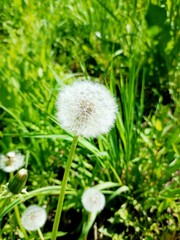 dandelion on green background