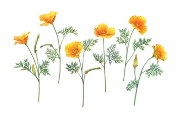 Set of golden Eschscholzia flower (California sunlight, cup of gold, tufted desert gold poppy, Mojave poppy). Watercolor hand drawn painting illustration, isolated on white background - 511991144