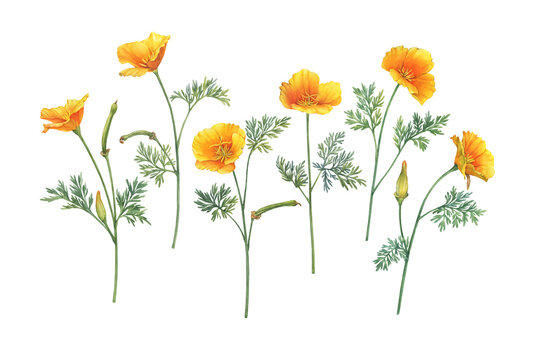 California Poppy Drawing Images – Browse 1,341 Stock Photos, Vectors ...