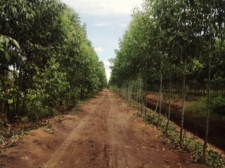 Eucalyptus garden