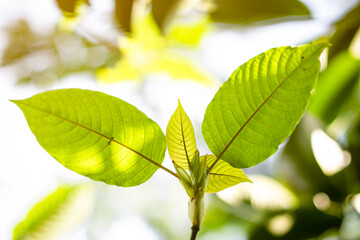 Fototapeta na wymiar Kratom leaves, Thai herbs that promote health and cure diabetes