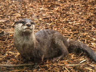 otter in the zoo