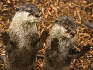otter in the zoo