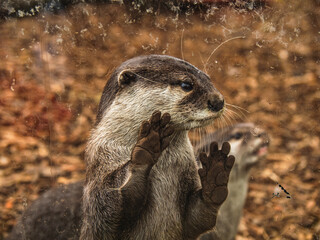 otter in the zoo