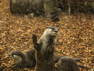 otter in the zoo