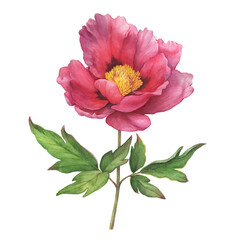 Branch of semi-double pink peony flower with leaves (Paeonia suffruticosa, purple Paeonia). Watercolor hand drawn painting illustration, isolated on white background. - obrazy, fototapety, plakaty