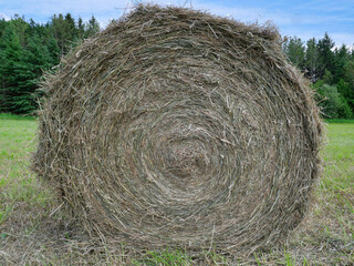 Round bale of hay, fodder for cattle, viewed from its side