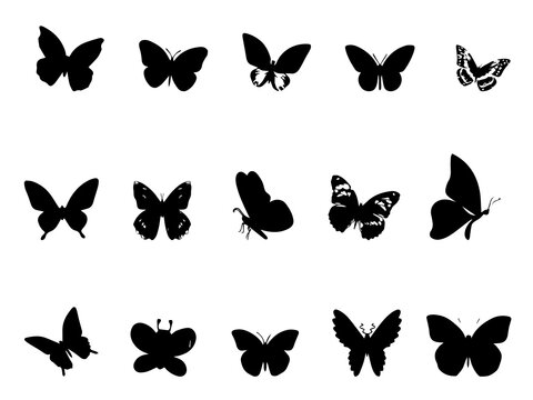 Butterfly Vector Images. Butterfly Vector Art Illustration