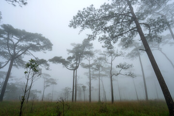 Landscape pine tree forest in the mist at Phu Soi Dao national park Uttaradit province Thailand