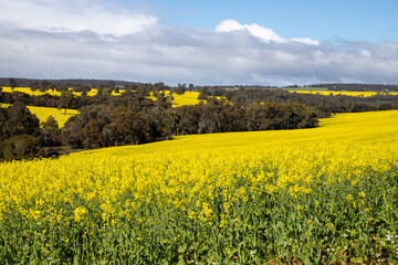 rapeseed field in spring