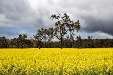 Obraz premium rapeseed field and sky