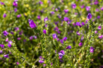 flowers in the field