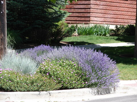 Xeriscape Garden With Lavender And Blue Fescue In Salt Lake City Utah, Drought Tolerant