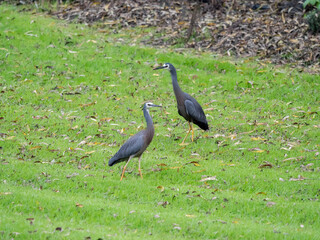 Fototapeta premium Grey Herons Facing