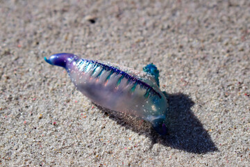 Fototapeta na wymiar Blue bottle lying on the beach in Cape Town