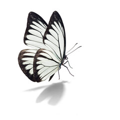 Beautiful white butterfly