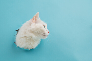 Bela fluffy cat stuck her head out of a hole in a paper blue background. 