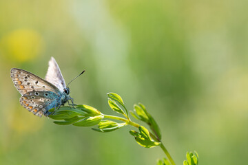 A small blue butterfly (Lycaenidae) sits on a blade of grass outdoors. The background is green with space for text. The sun shines its light on the scene.