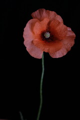 One red poppy on a black background