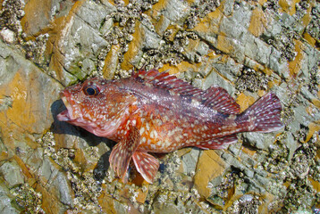 Japanese most popular sea rockfish “KASAGO” face up. Close up macro photography. Taken on a rocky background.