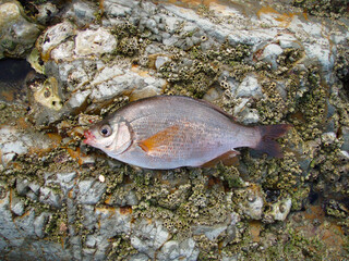 磯で釣れたウミタナゴの魚体。Fish style photograph of the Surfperch (Umitanago, Ditrema temmincki temmincki), on the rocky shore.