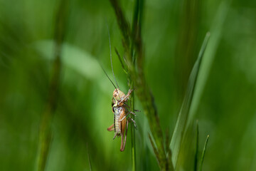 A small green grasshopper (Gomphocerinae) is hidden in the grass. He is well camouflaged and well protected. There are grasses in the area. The insect looks at the surroundings.