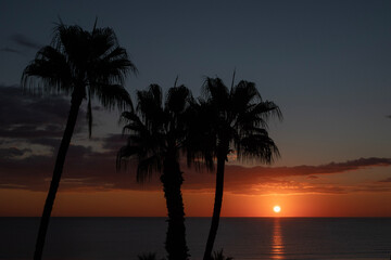 Fototapeta na wymiar Palm tree silhouette during sunrise time in the morning
