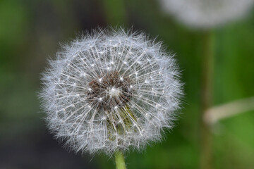 Fluffy dandelion seed heads may be the bane of your lawn, but they are an important part of the environment.
