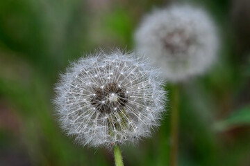 Fluffy dandelion seed heads may be the bane of your lawn, but they are an important part of the environment.