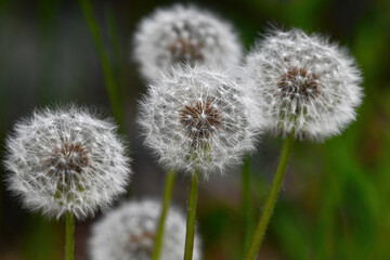 Fluffy dandelion seed heads may be the bane of your lawn, but they are an important part of the environment.