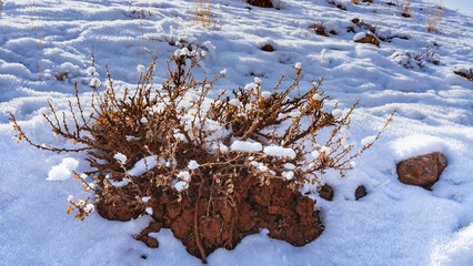 There is a dry prickly shrub on a red-brown hummock. Fluffy hoarfrost on bare branches. Snow covers everything around. Altai. Kyzyl-Chin