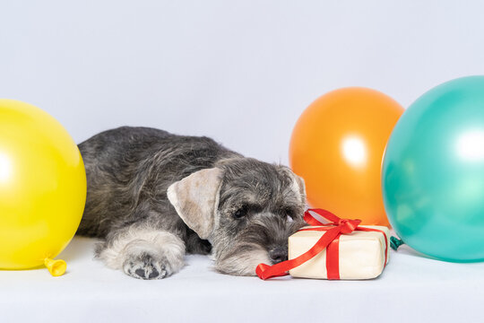 Miniature schnauzer lying next to a gift box and colorful balloons on a white background, copy space. Dog birthday. Holiday concept. Bearded miniature schnauzer puppy.