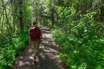 Fototapeta na wymiar A young man with a red backpack hiking a wooded trail in Chugach National Forest, Alaska.