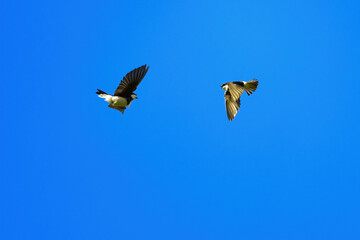 Juvenile tree swallows practicing aerial acrobatics in a bright blue sky.