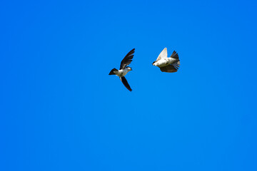Juvenile tree swallows practicing aerial acrobatics in a bright blue sky.