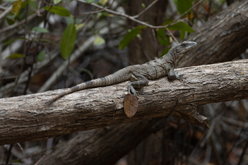 iguanas en TULUM MEXICO