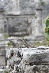 iguanas en TULUM MEXICO