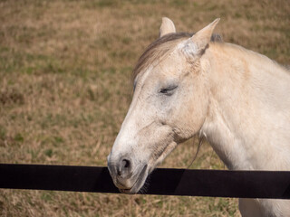 Fototapeta premium HORSE