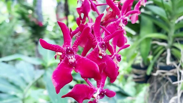 Close up beautiful pink  Vanda hybrid orchid flowers blooming in the ornamental garden home in the sunny day of summer season. 