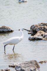 The small white heron or Little egret stands in the lake