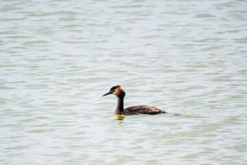 The waterfowl bird Great Crested Grebe swimming in the calm lake