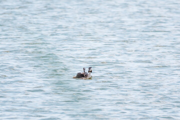 The water bird Great crested Grebe, Podiceps cristatus, swimming in the lake, and its cute babies riding on its back