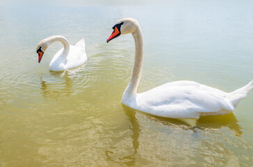 Two Graceful white Swans swimming in the lake, swans in the wild