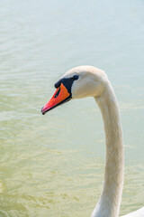 Portrait of a graceful white swan with long neck on blue water background.