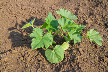 A young zucchini plant in a field on a farm.