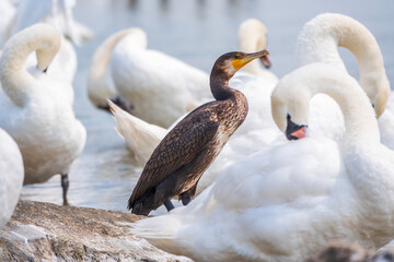 Great cormorant stands among white swans on the lake shore